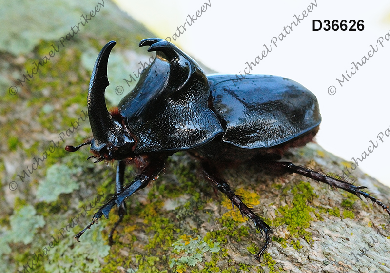 Black Pan Beetle (Enema pan)